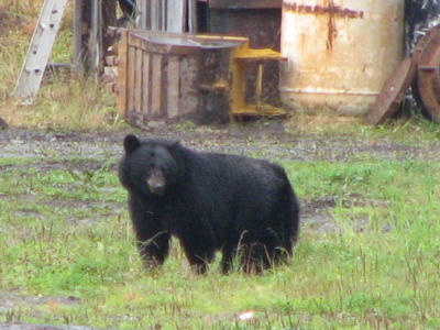 bear pic